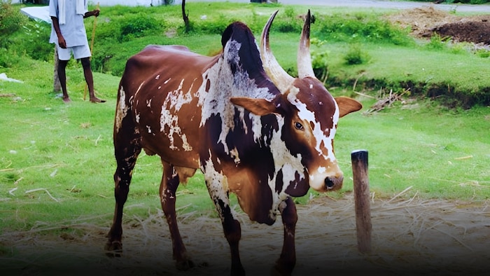 bargur cow