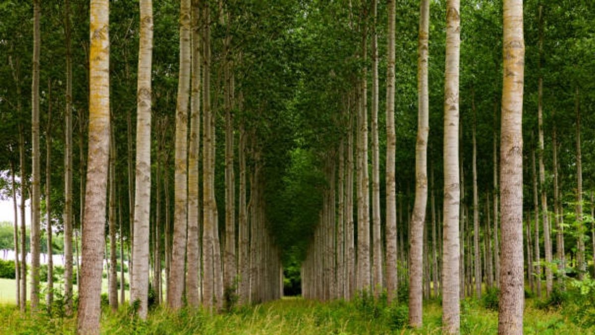 Tree Farming Maharashtra 