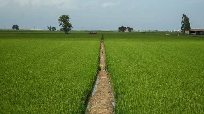 paddy farming haryana