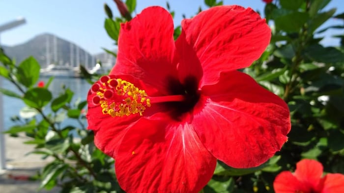 Hibiscus Plant Care