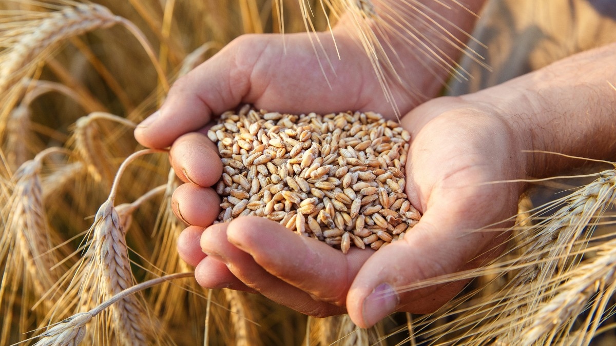 Agri Subsidy: नवरात्रि पर किसानों को तोहफा, गेहूं के बीज पर मिलेगी 1075 रुपये क्विंटल की सब्सिडी