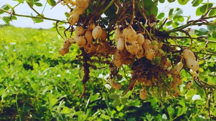 मूंगफली की खेती