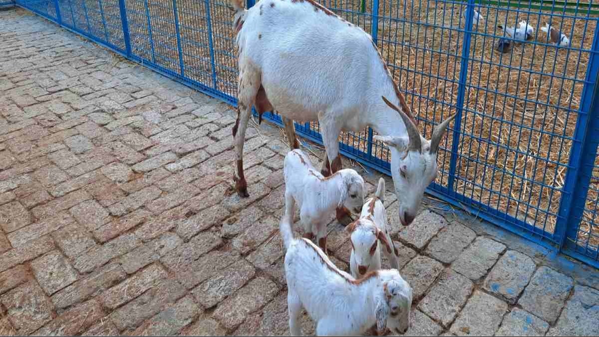 Goat Lamb Care: इस खास शेड से सर्दियों में सूखा चारा भी मिलेगा और बकरियों को निमोनिया भी नहीं होगा