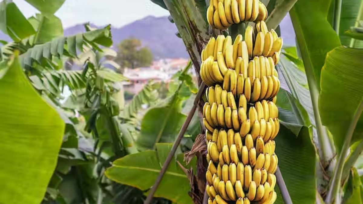 Banana Trade: गोवा में चैंबर में पकाए जाएंगे केले, जानें क्‍या है सरकार का प्‍लान, कैसे होगा किसानों को फायदा
