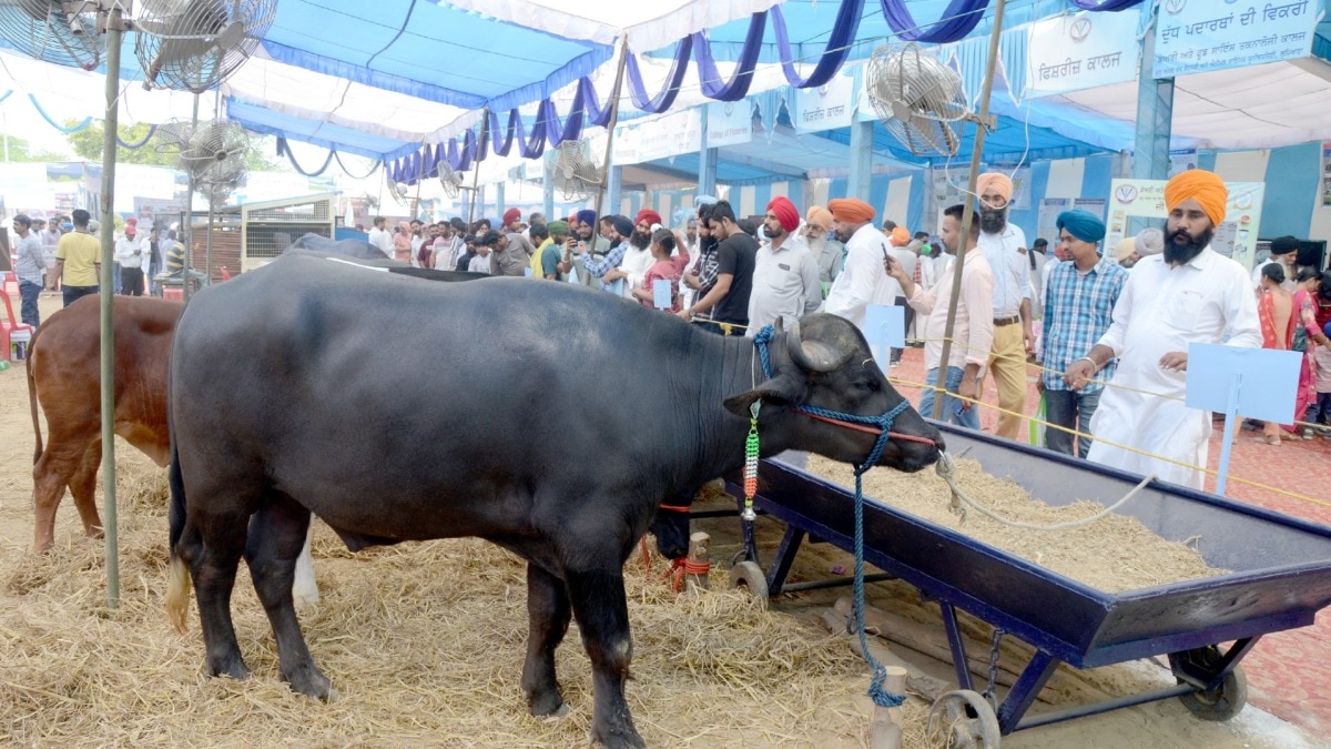 pashupalan mela