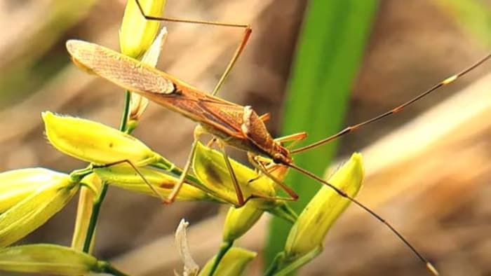 धान की फसल पर कीट का खतरा