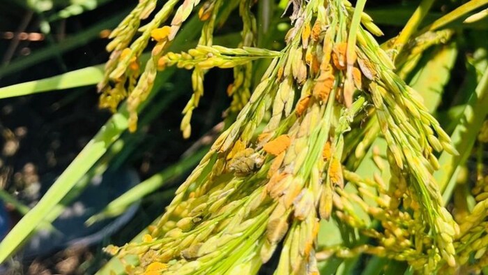 'फॉल्स स्मट' बीमारी का खतरा