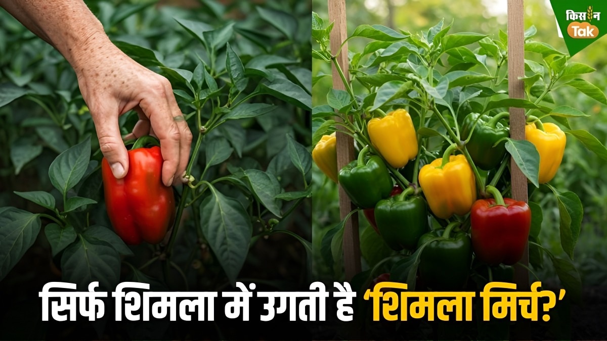 Capsicum 