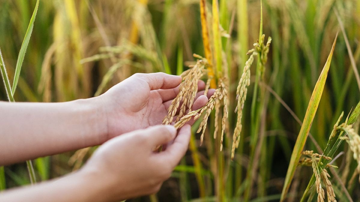 यूपी में धान बेचने वाले किसानों के लिए रजिस्‍ट्रेशन जरूरी, इन 3 स्टेप्स में तुरंत निपटाएं काम