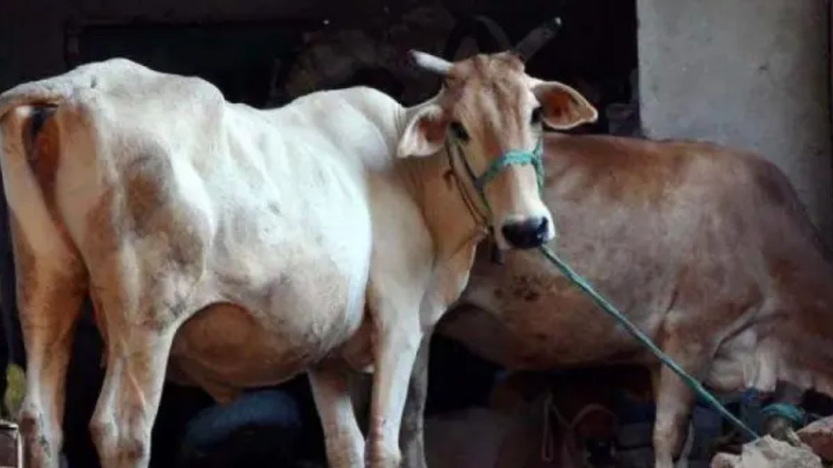 सितंबर का मौसम पशुओं के लिए चुनौती, गलघोंटू और लंगड़ी बुखार का बढ़ा खतरा