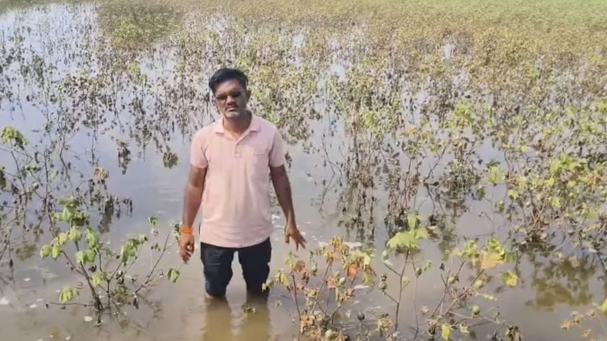 जालना जिले में भारी बारिश से किसान तबाह... कपास, सोयाबीन और गन्ना की फसल बर्बाद