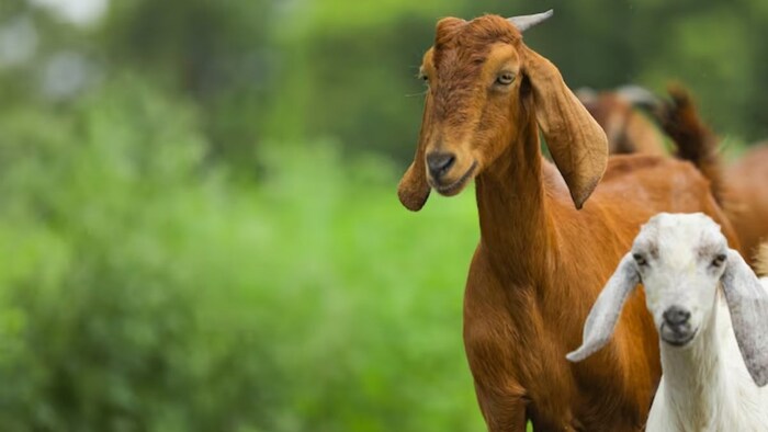 Goat Farming Buiness Idea