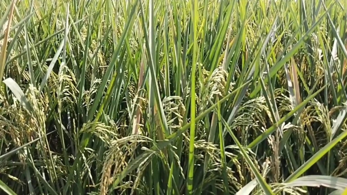 stubble management