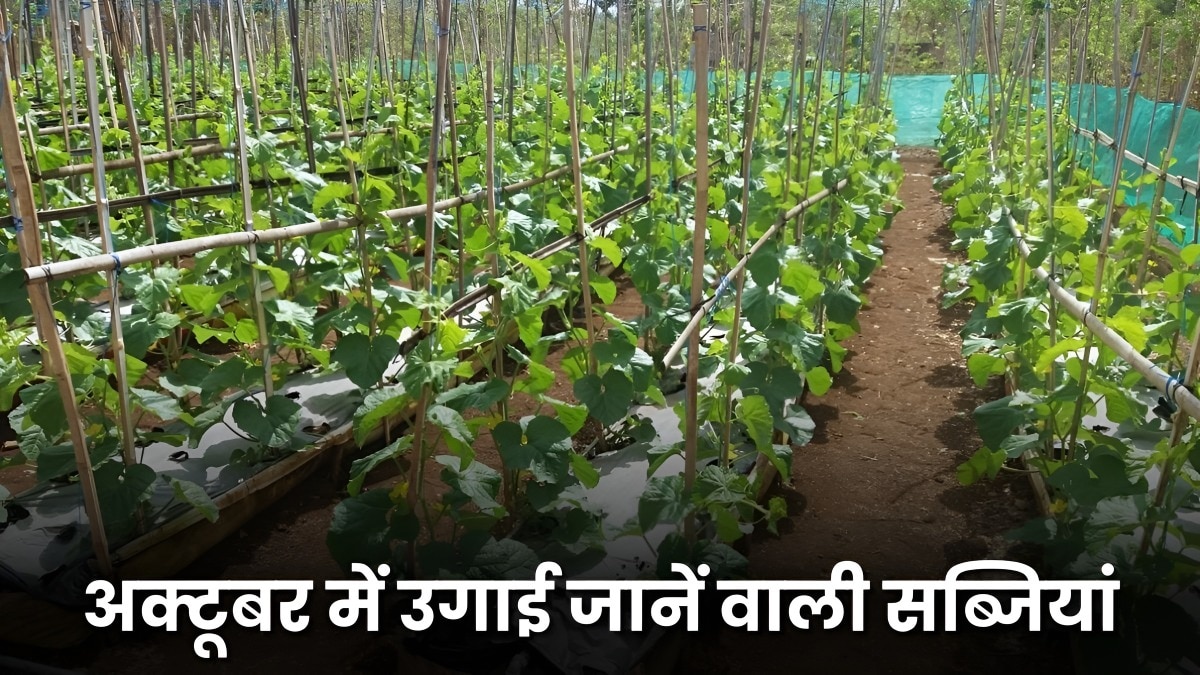 field vegetable
