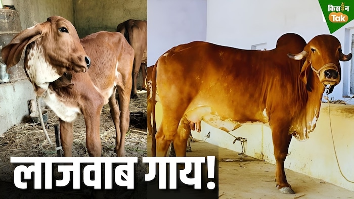 gir cow