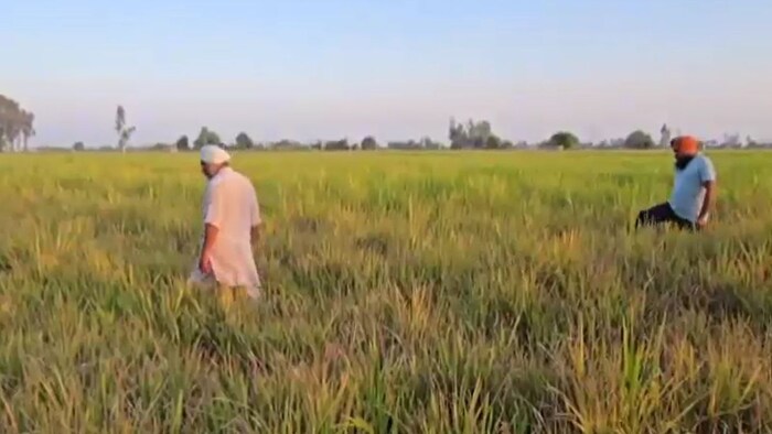 Paddy Chinese Virus Punjab