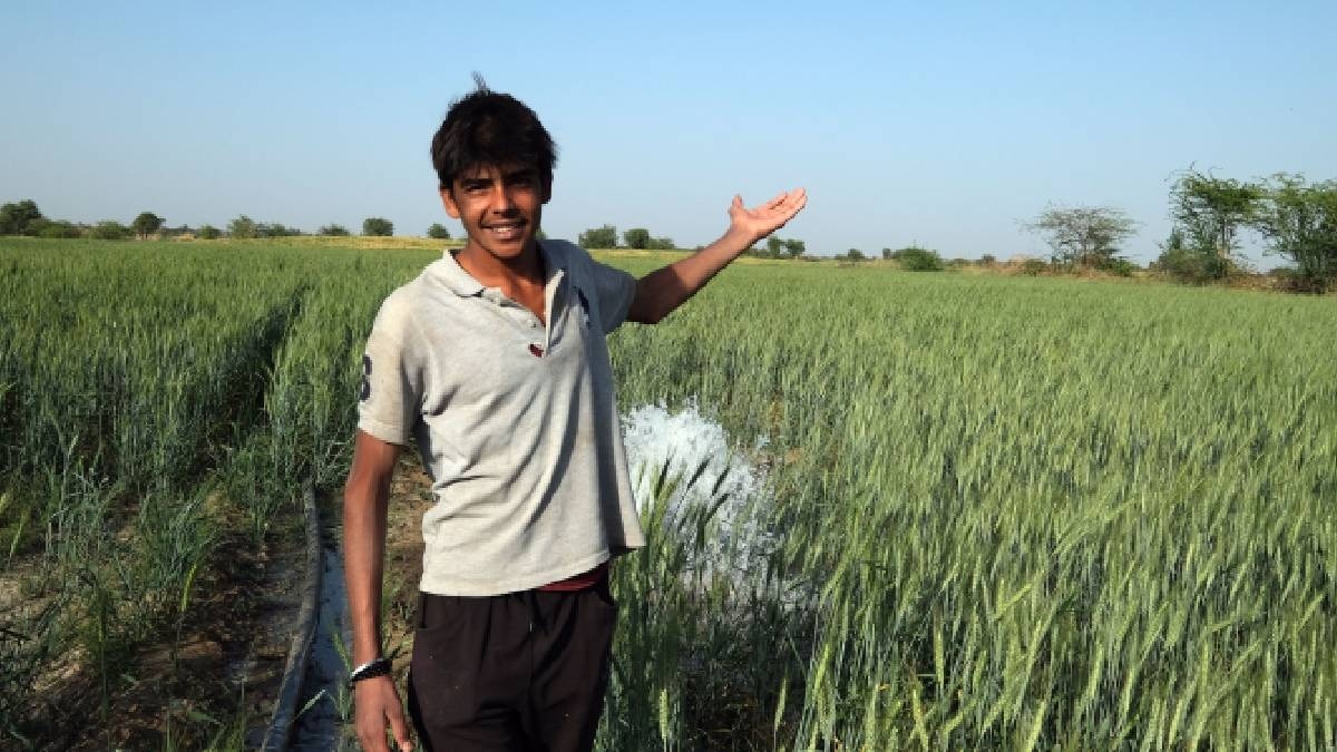wheat new variety