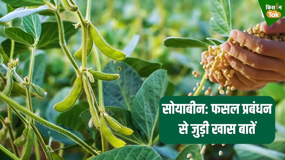 soyabean crops