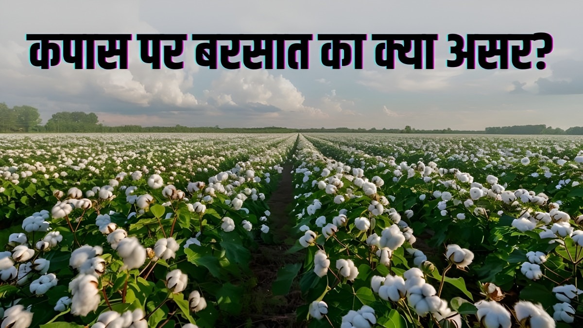 cotton field