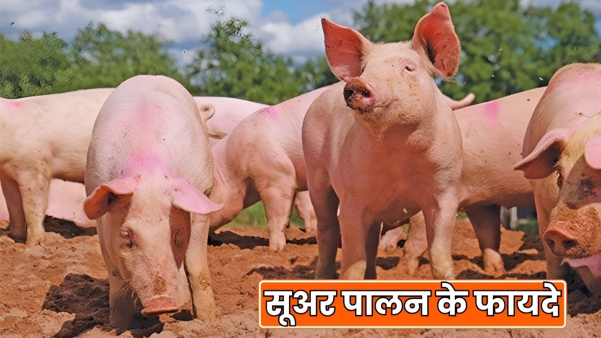 pig farming