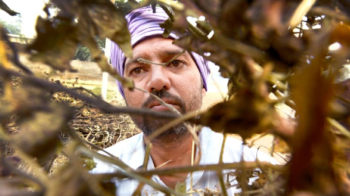 rabi crop farming