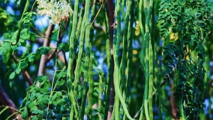 सहजन की खेती