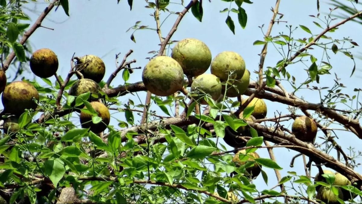 बेल की खेती