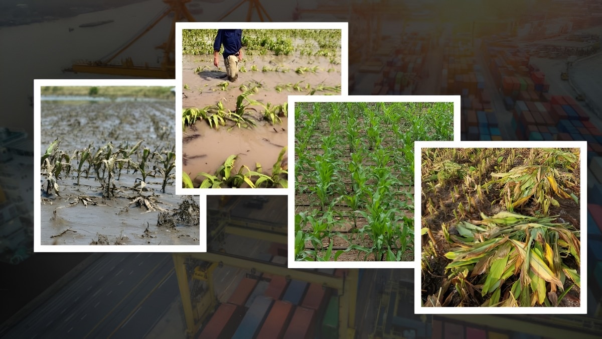 damage crops