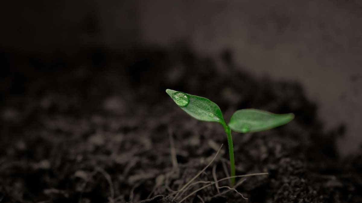 Soil Testing: किसानों के लिए क्‍यों जरूरी है मिट्टी की सेहत जानना या सॉइल टेस्टिंग, जानें 4 बड़ी वजहें 