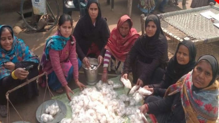 Shahjahanpur Mushroom Farming