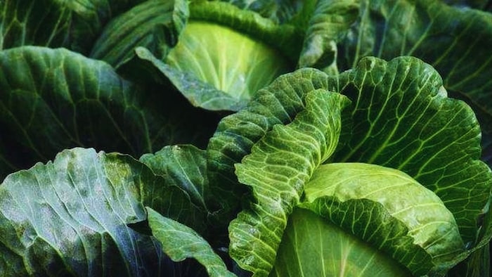 पत्तागोभी की खेती