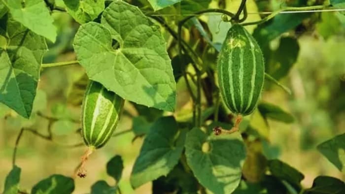 परवल की खेती