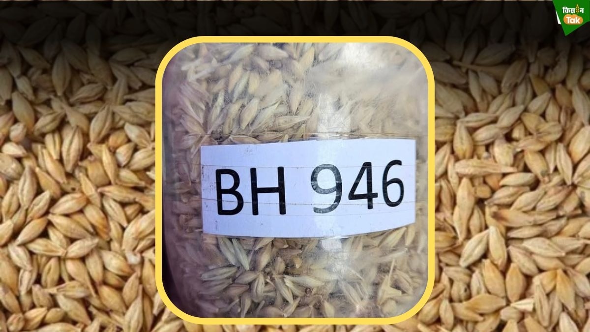 barley variety BH 946