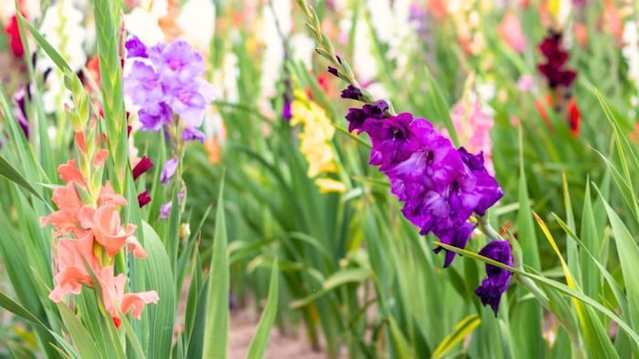 ग्लेडियोलस की खेती
