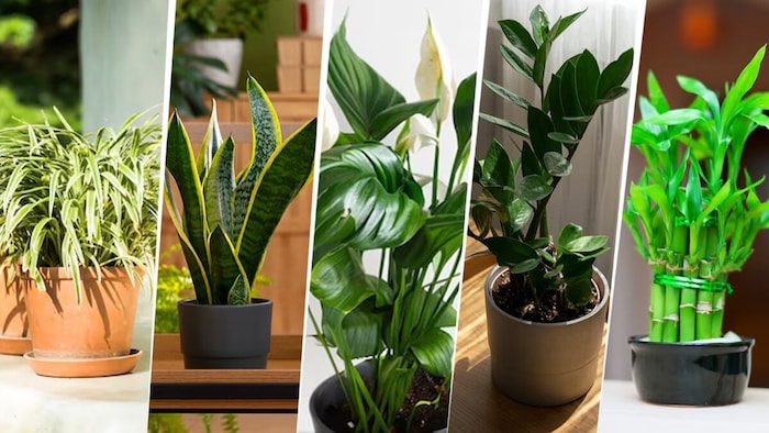 घर में लगाएं ये पौधे