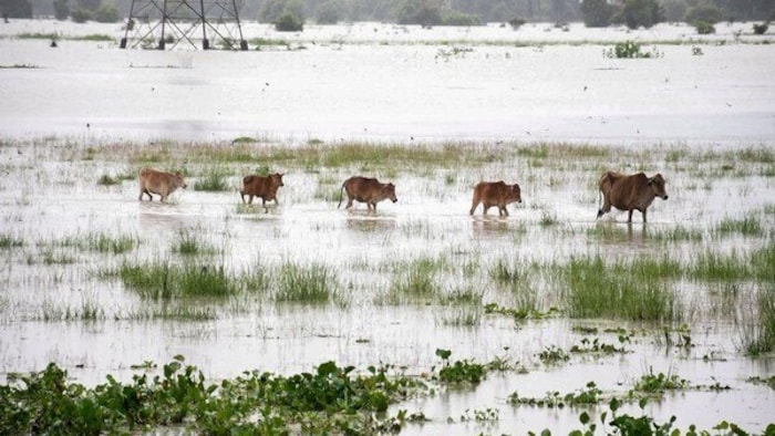 Flood Affects Animals in Punjab