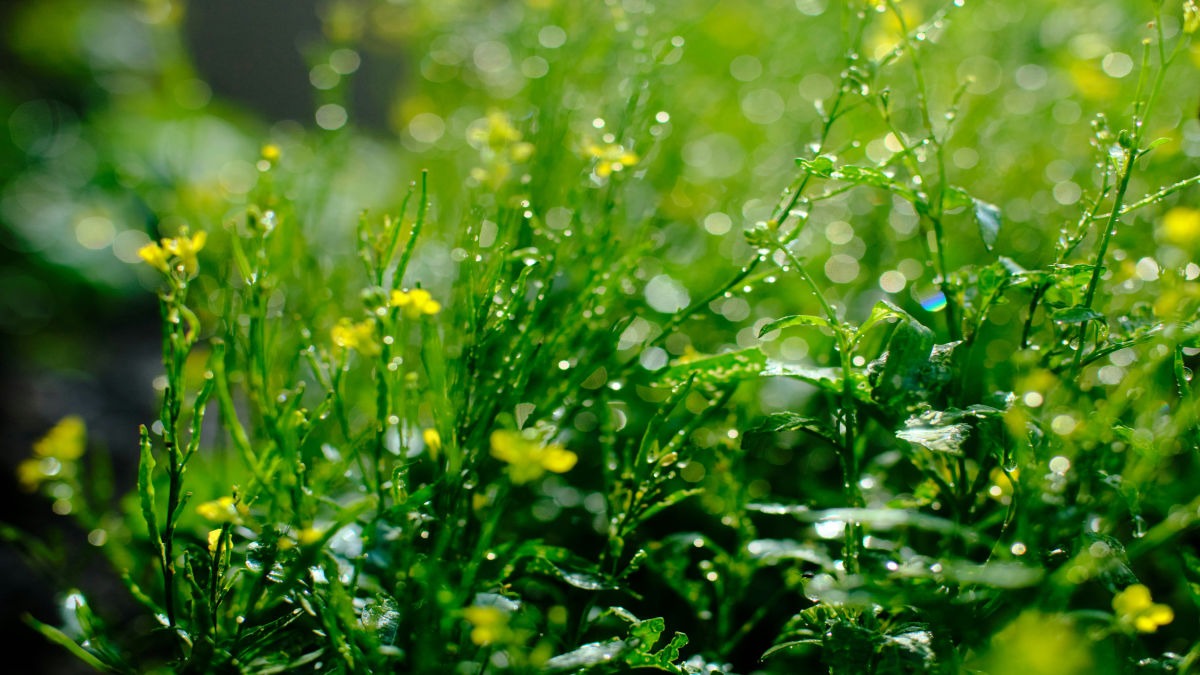 Grow Mustard Greens at home