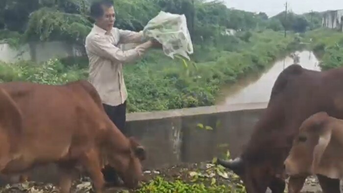 vegetable price crisis