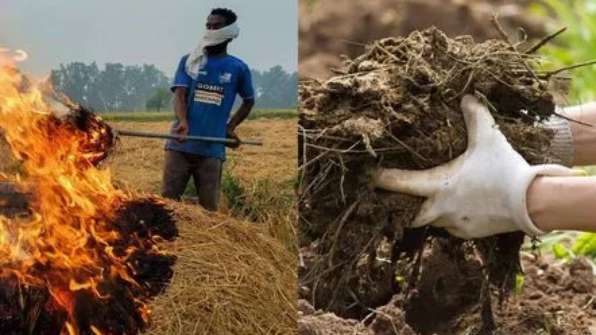 ये 5 देसी जुगाड़ पराली का करेंगे अंत, खेत में जलाने की नहीं होगी जरूरत  