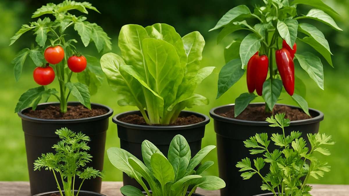 Container Gardening