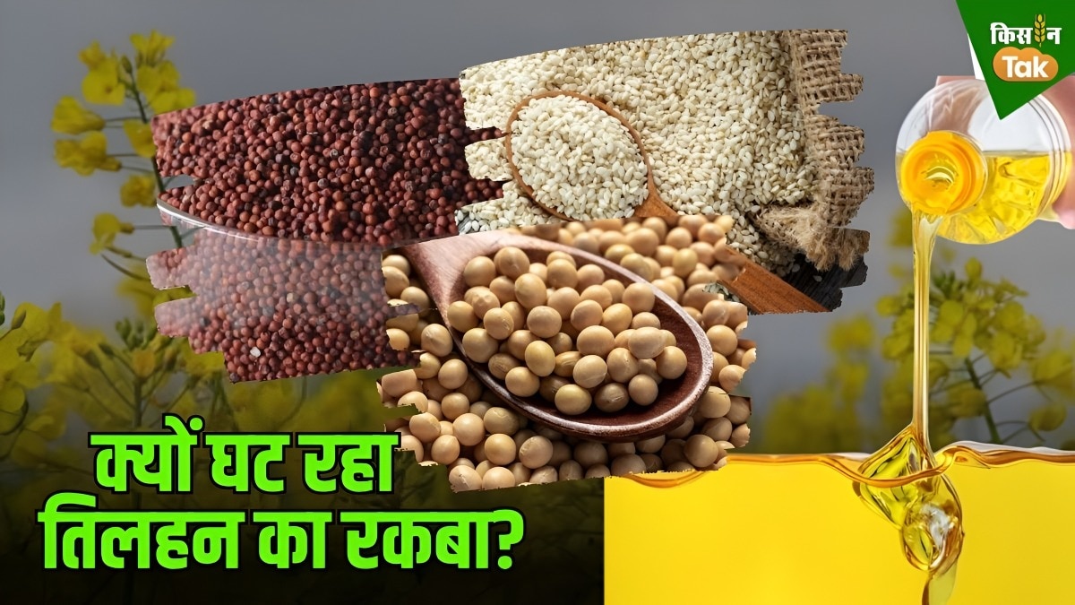 देश में तेजी से घट रहा तिलहन का रकबा: विदेशों से आयात को राजी मगर किसानों को MSP नहीं दे पा रही सरकार 
