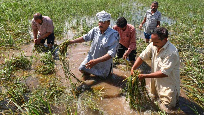 बर्बाद हुई धान की फसल (सांकेतिक फोटो)