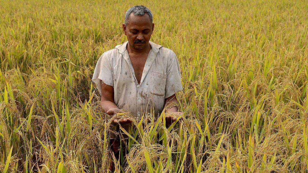 paddy smut disease