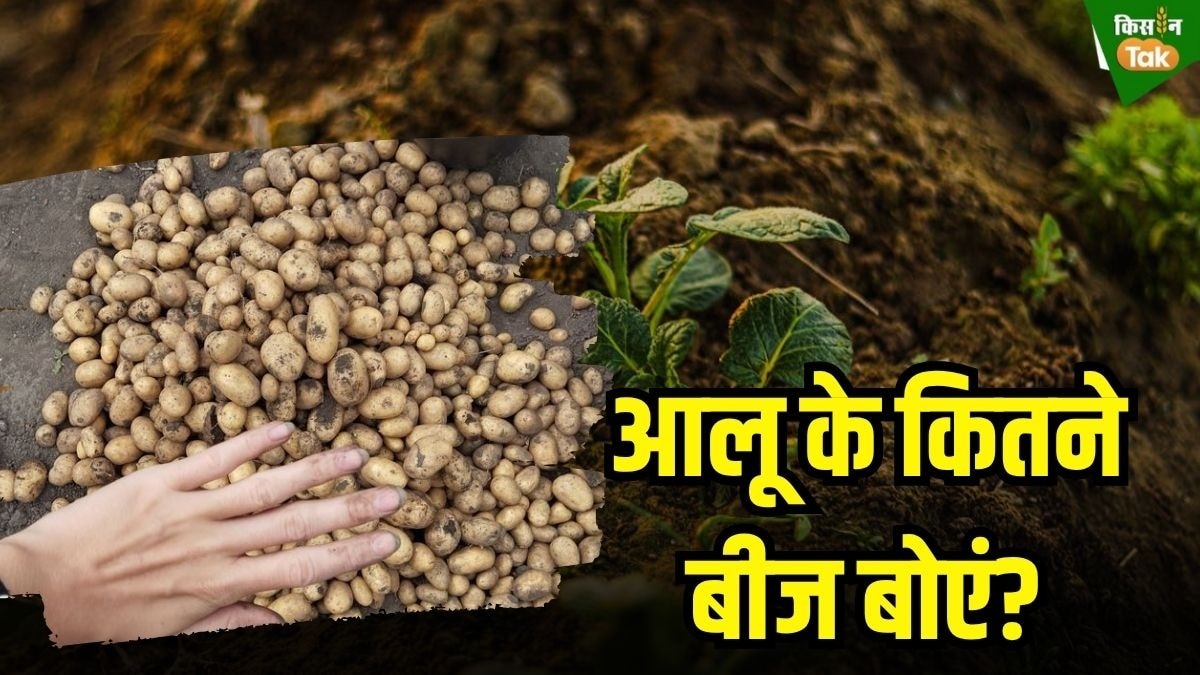 potato seed