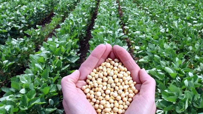 Soybean farmers in MP to get benefit under Bhavantar Yojana