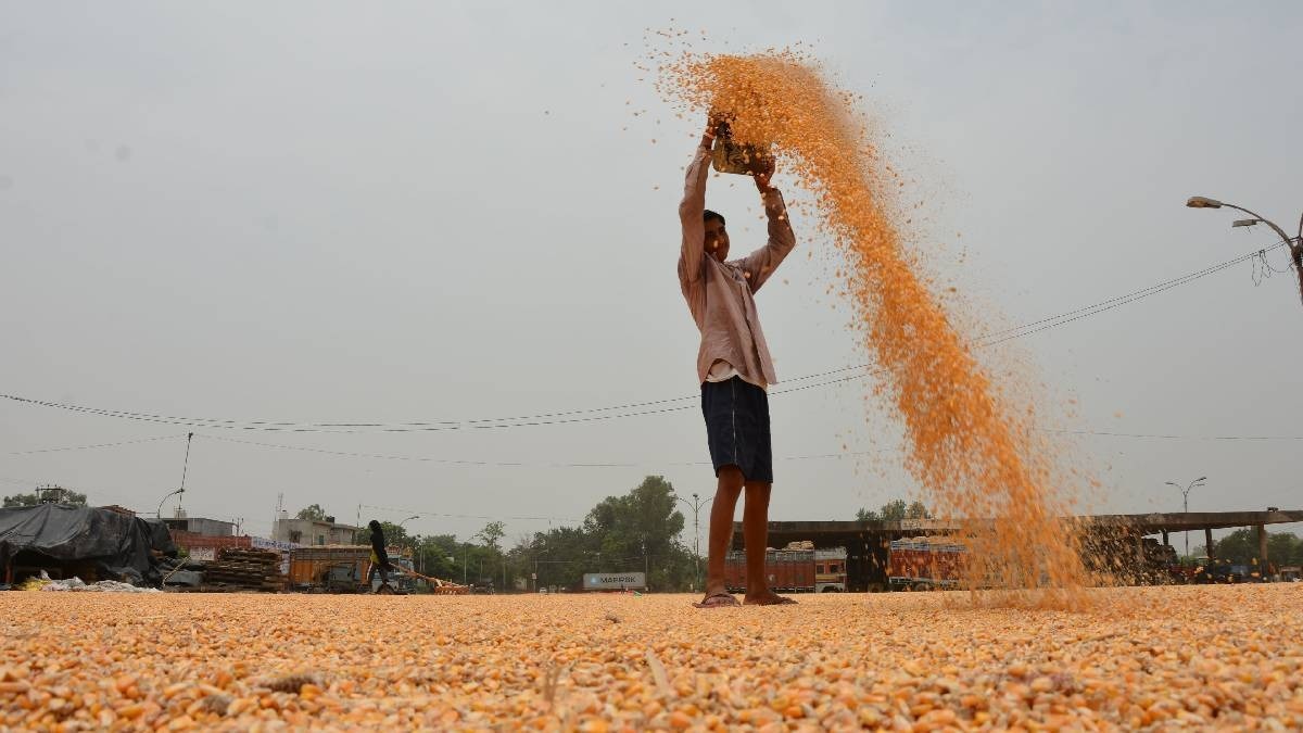 maize production
