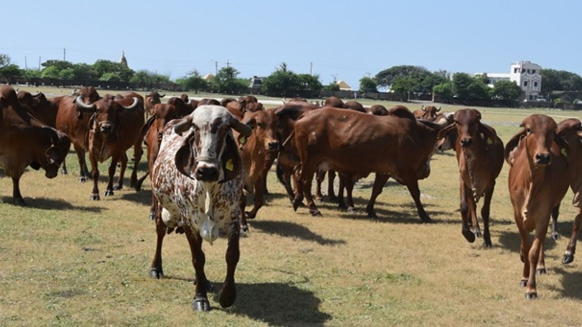 Cow Milk: देशभर में हैं गायों की 51 नस्ल, कुल दूध उत्पादन में ये है योगदान, पढ़ें डिटेल