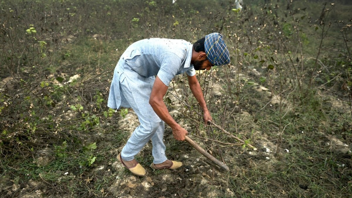 Cotton Farming News