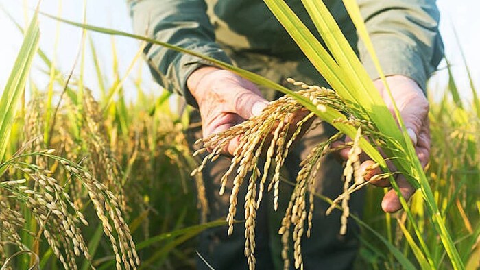 paddy Crop disease and pest attack