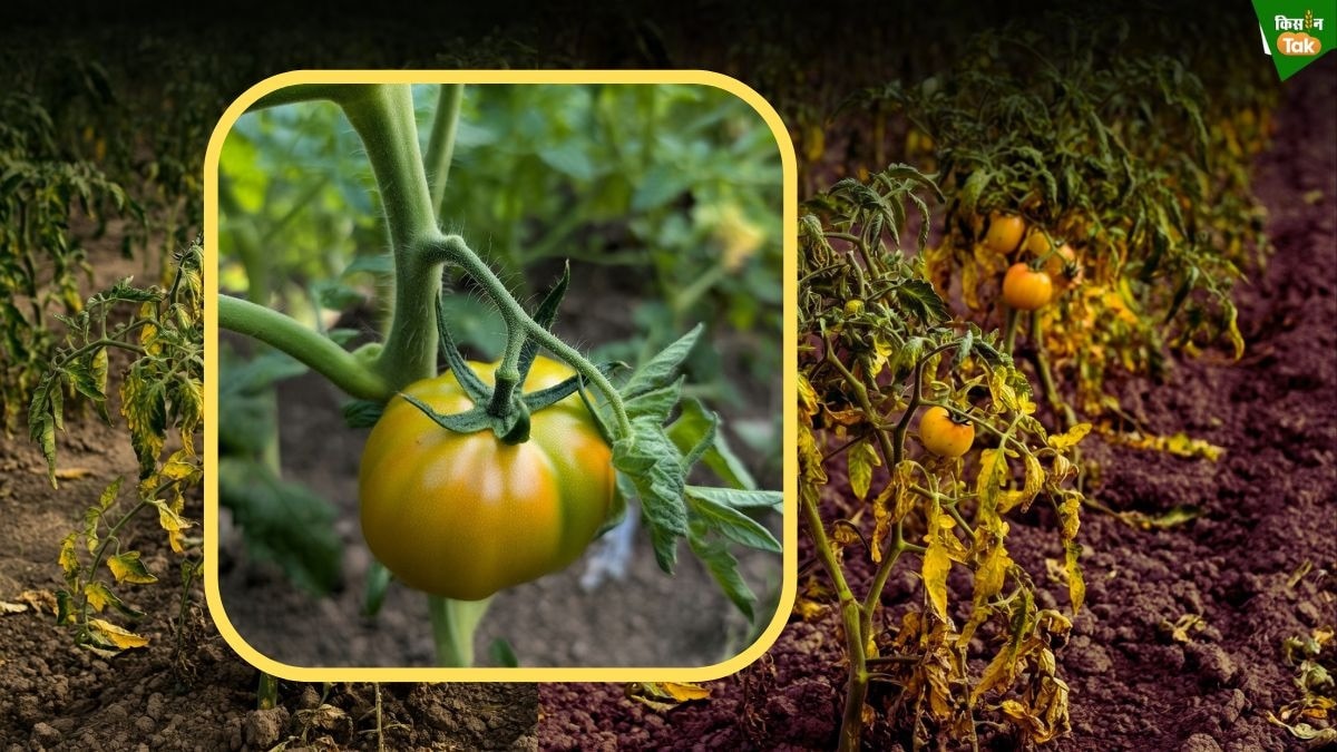 Tomato wilt Disease